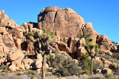 Joshua Tree